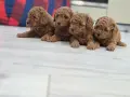 Малки пухкави сладури, снимка 2