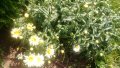 Продавам цветя Градинска маргарита – бяла и жълта, разсад, снимка 8
