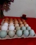 Оплодени яйца за инкубация, снимка 1
