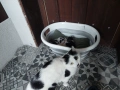Котенца, снимка 2