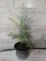 Хималайски кедър (дърво на боговете"), снимка 5
