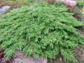 Juniperus Green Carpet, Хвойна Зелен Килим!!!, снимка 1 - Градински цветя и растения - 39478963