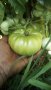 Разсади домати,пипер,краставици,тиквички,марули,патладжан,дини,пъпеши и др, снимка 12