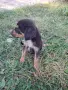 Adopt a puppy.4 кученца бяха изхвърлени !търсим осиновители, снимка 7