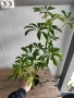Шефлера (Schefflera), снимка 4