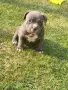 Американско були покет  American bully , снимка 9