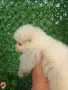 Мини шпиц померан, снимка 2