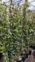 Жасмин, Trachelospermum Jasminoides, вечнозелен, студоустойчив, снимка 10