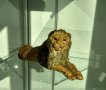 Стара , българска статуетка на лъв .Размер 20 см.Малки фигурки на животни от стрелбище . , снимка 10