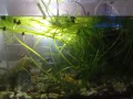Подарявам водорасли за аквариум, снимка 1