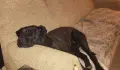 Cane Corso / Кане Корсо две женски, снимка 2