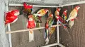 Продавам Розели-(Пенанти) , снимка 15