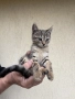 Котенца на 2 месеца, снимка 1