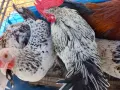 Обикновени джинки, снимка 7