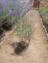 Лавандула, снимка 3