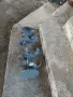 Продавам мотички за Тракия , снимка 3