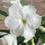 Комплект от 3 броя зокуми , снимка 3