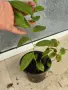 Quisqualis indica или китайски орлови нокти, снимка 6