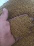 Продавам люцерново семе, снимка 1 - Сортови семена и луковици - 44305491