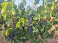 Продавам винени сортове грозде, снимка 6