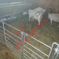 Прегради за овце и кози, снимка 8 - За селскостопански - 34655271