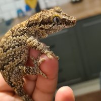 Ушат гекон Gargoyle gecko, снимка 1 - Гекон - 41381144