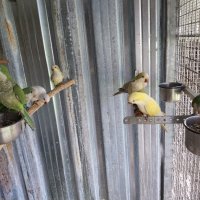 Ръчно хранени папагали монах, снимка 7 - Папагали - 41874888