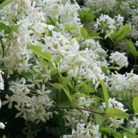 Жасмин(Бял Ароматен), снимка 3 - Градински цветя и растения - 40517435