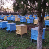 Боя за пчелни кошери, снимка 4 - За пчели - 35717197