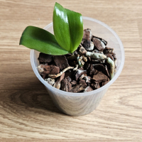 Орхидея фаленопсис hybrid mix бебе , снимка 2 - Стайни растения - 40057606