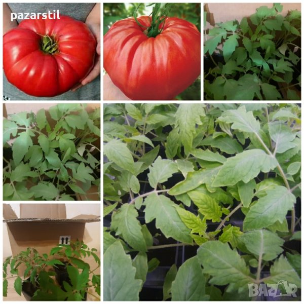 Разсад домати Бабино чудо , снимка 1