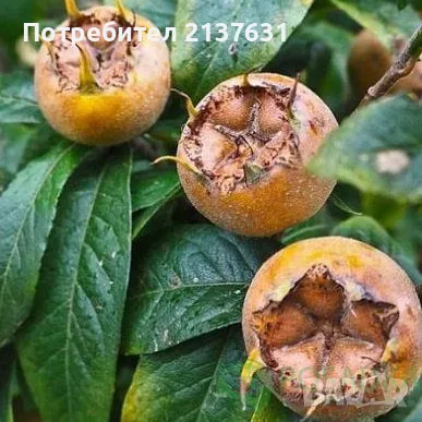 ОБЛАГОРОДЕНИ ДРЪВЧЕТА ЯДЛИВ КЕСТЕН , МУШМУЛА , СЛИВА , БАДЕМИ, снимка 1