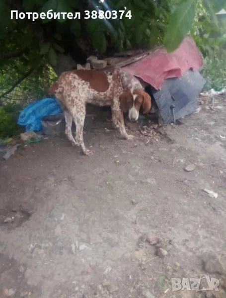  Продавам женско куче порода куцхард  , снимка 1