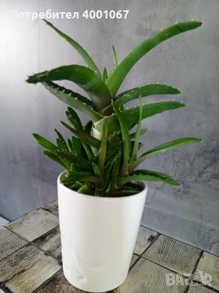 екзотично растение от остров Капри,  Италия, в бяла керамична саксия, снимка 1