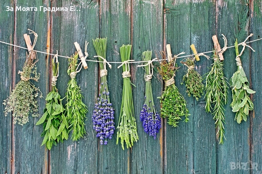 Билки и Подправки - Разсади, снимка 1