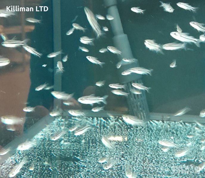 Коридорас пигмей, 10+ Х 2.50 лв, снимка 1