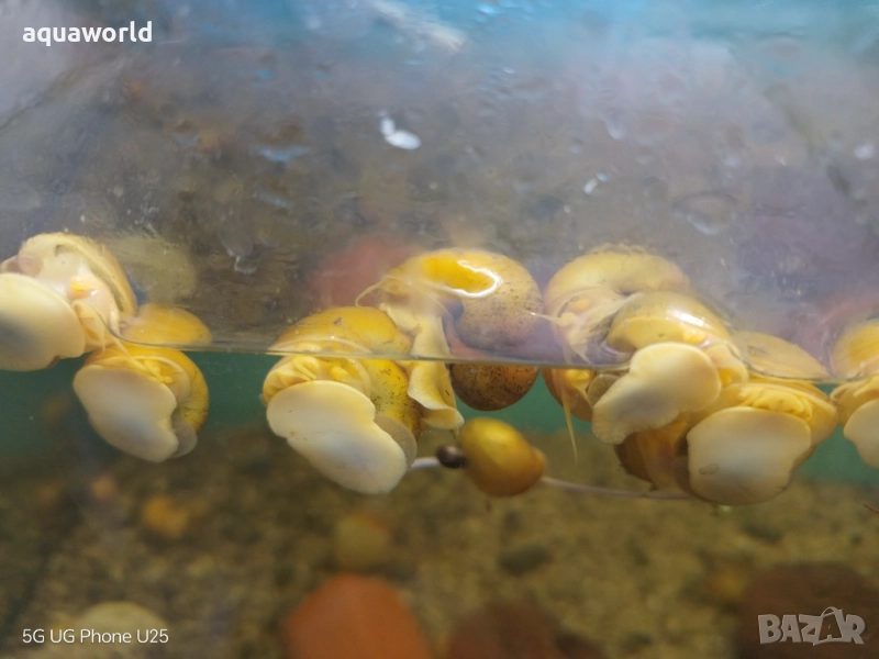 Охлюв Ампулария 2см, снимка 1