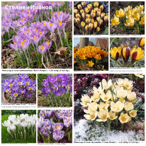 СОРТОВИ МИНЗУХАРИ – ЛУКОВИЦИ, снимка 1