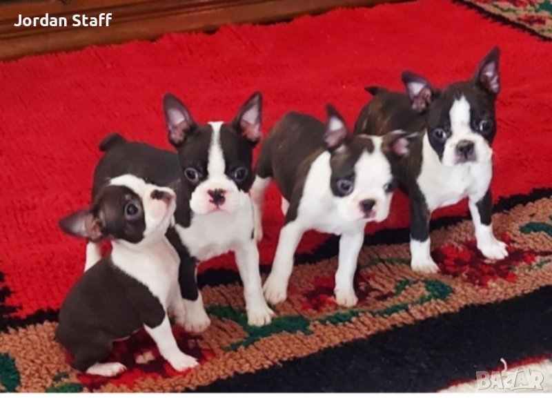 Бостън Териер бебета с FCI родословие , снимка 1