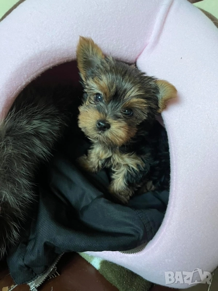 Мини йоркширски териер , снимка 1