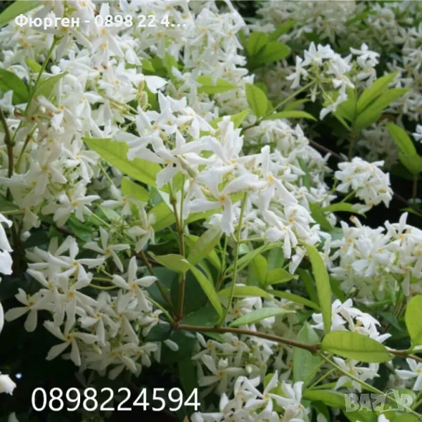 Жасмин вечно зелен Налични 4 вида, снимка 1