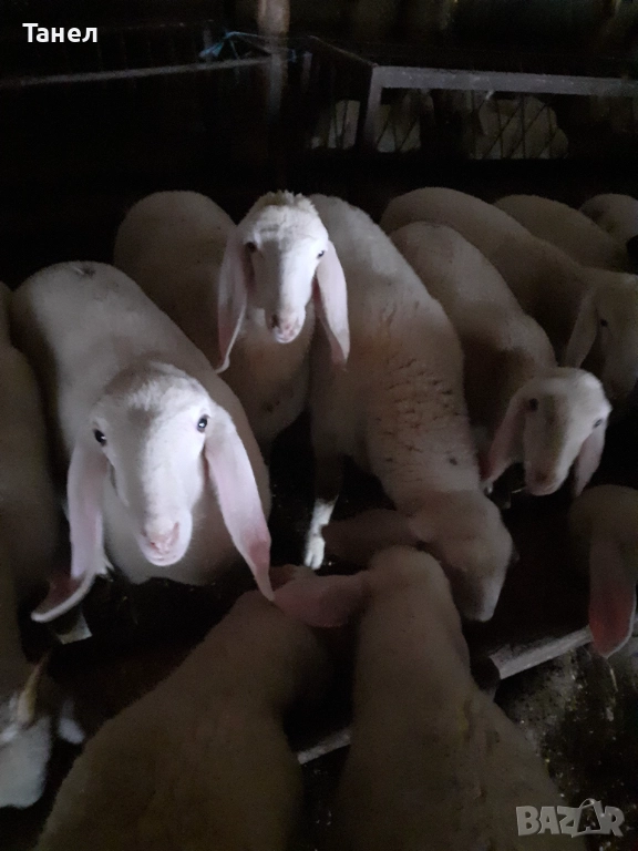 Овцеферма продава агнета, овце, кочове и ярета, снимка 1