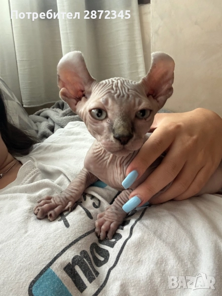 Котка - канадски елф, мъжко на почти 3 месеца , снимка 1