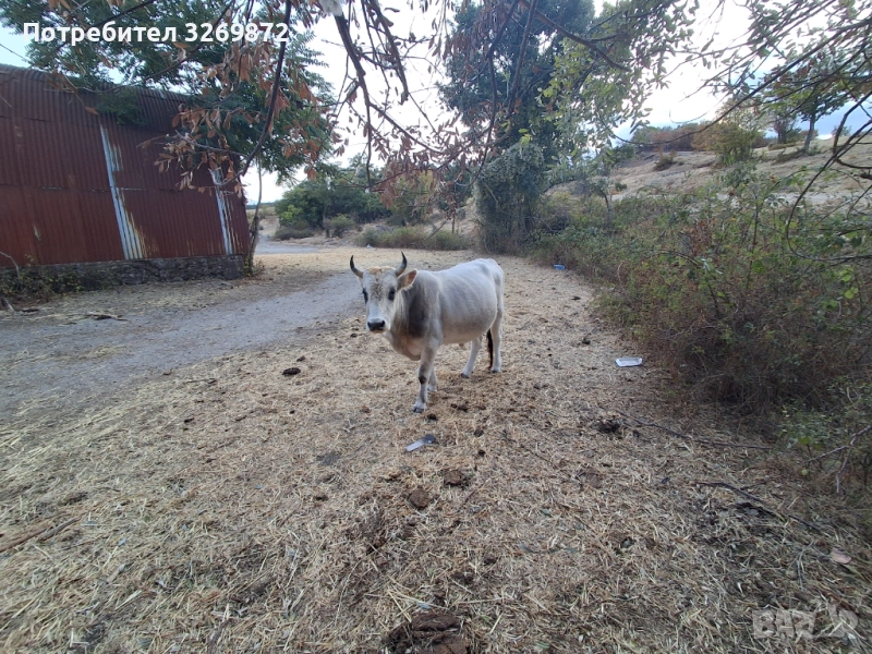 Продавам два бика, снимка 1