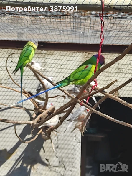 Продавам папагали, може и бартер, снимка 1