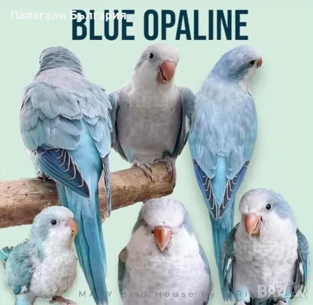 Чифт  Папагали Монах, снимка 1