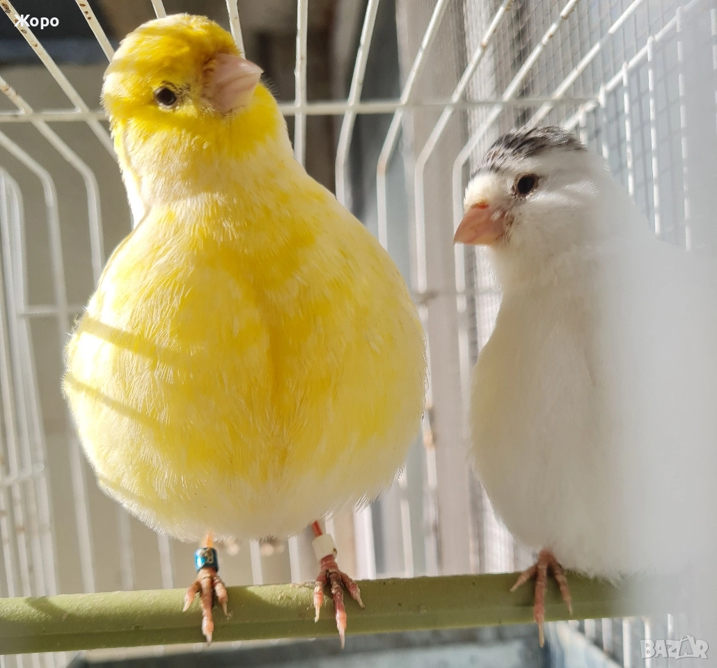 Продавам канари фай фенси , снимка 1