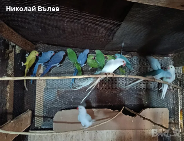 Разнообразие от папагали , снимка 4 - Папагали - 56295477
