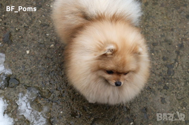 Миниатюрно момиченце померан с родословие FCI, снимка 4 - Померан - 50219721