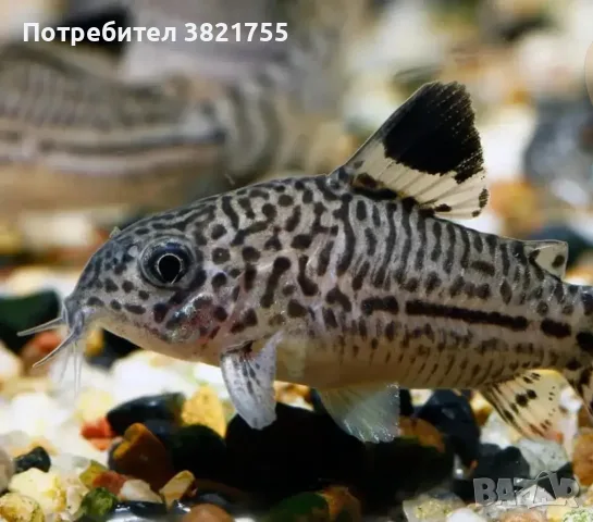 Сомче,сомче коридорас джули, снимка 7 - Рибки - 55906037
